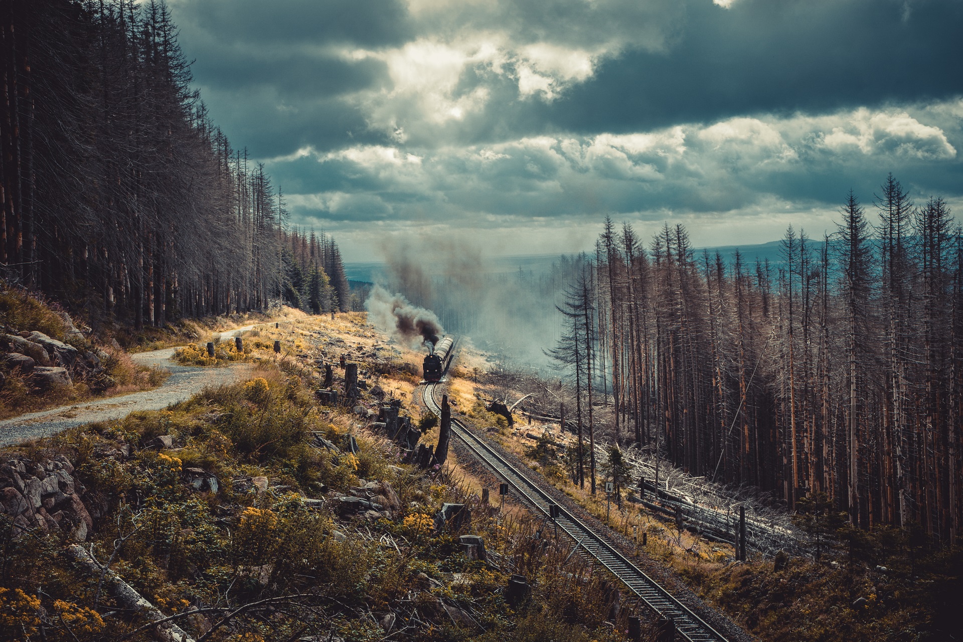 Железная дорога в хвойном лесу