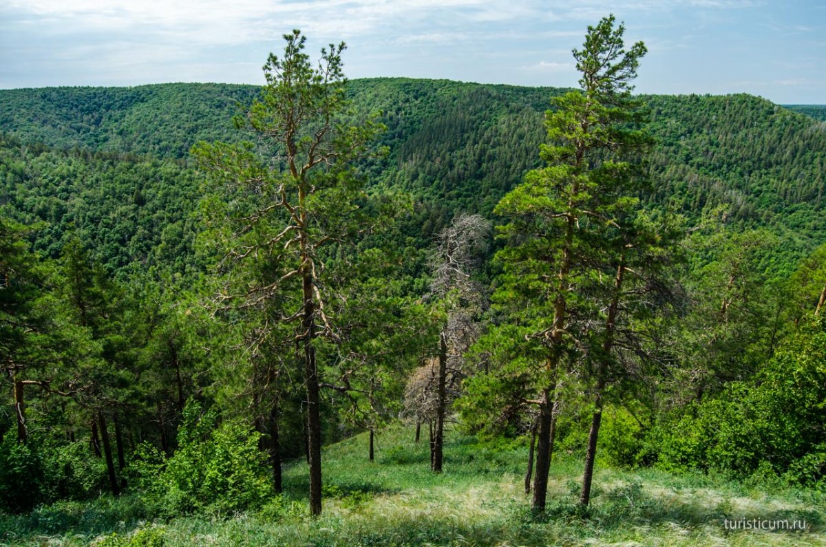 Леса Самарской области Самарская лука