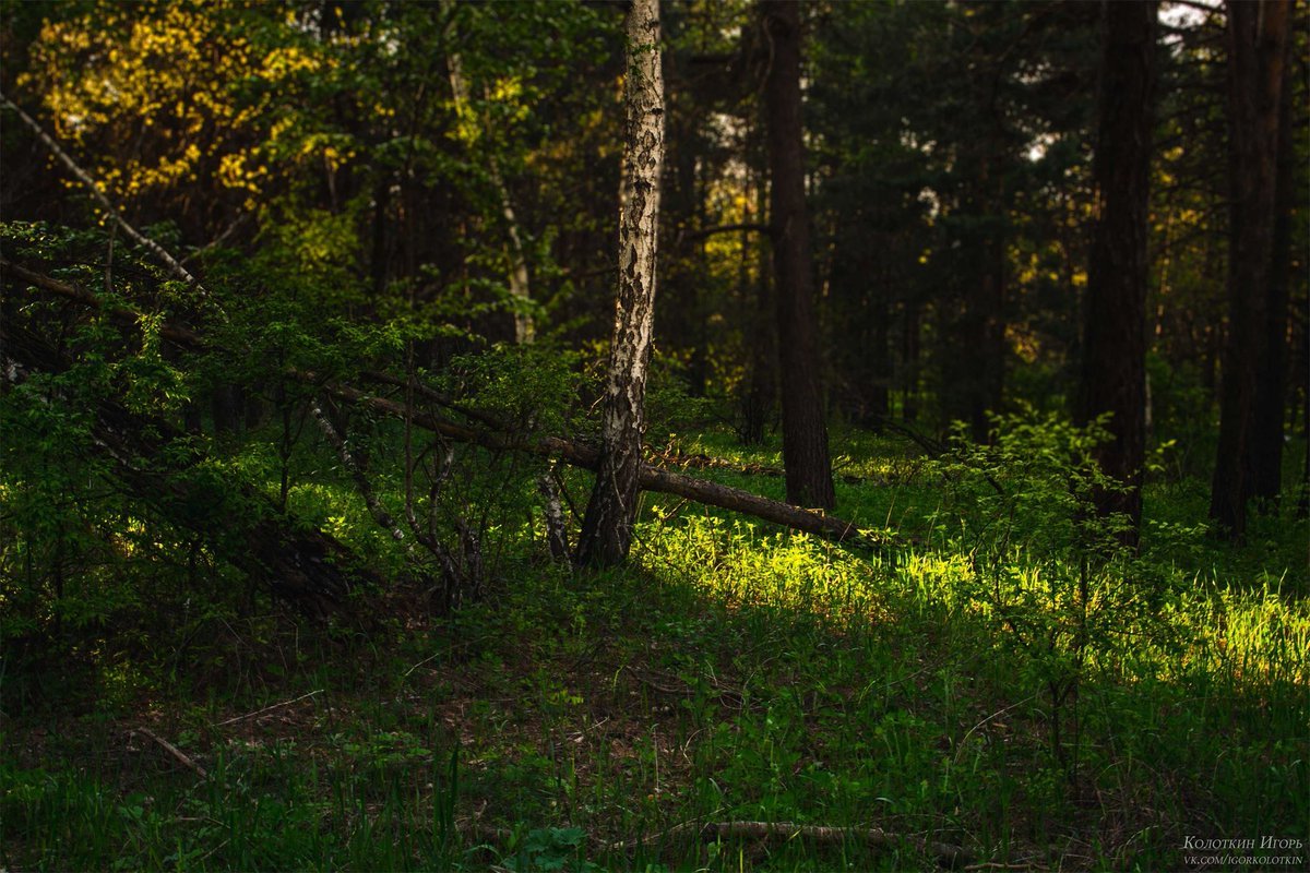 Ягодинский лес Тольятти