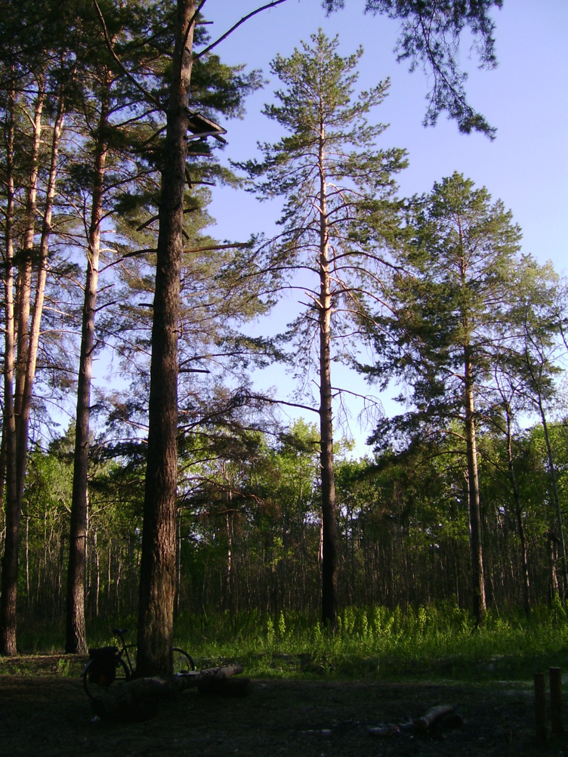 Сабаево Сосновый лес
