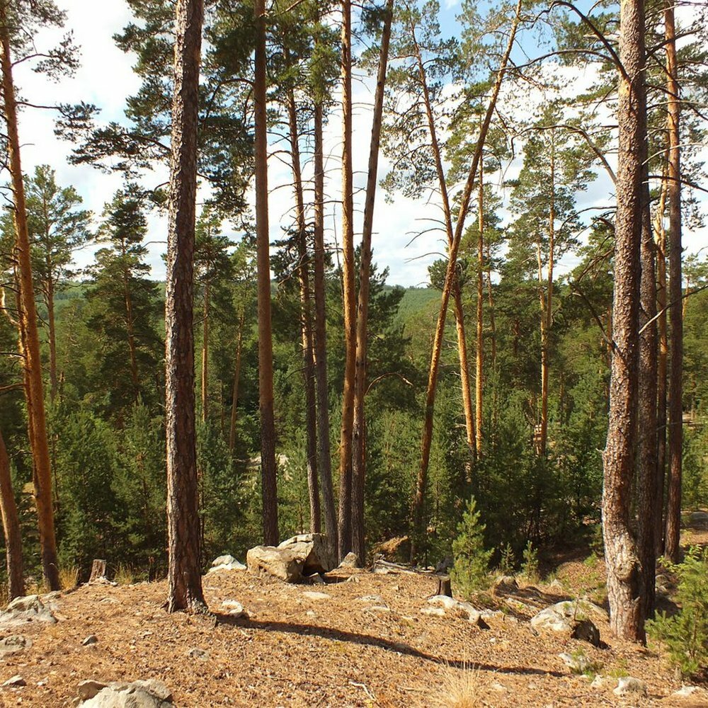 Рачейский лес Самарская область