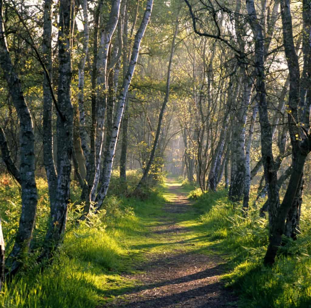 Шервудский лес в Англии