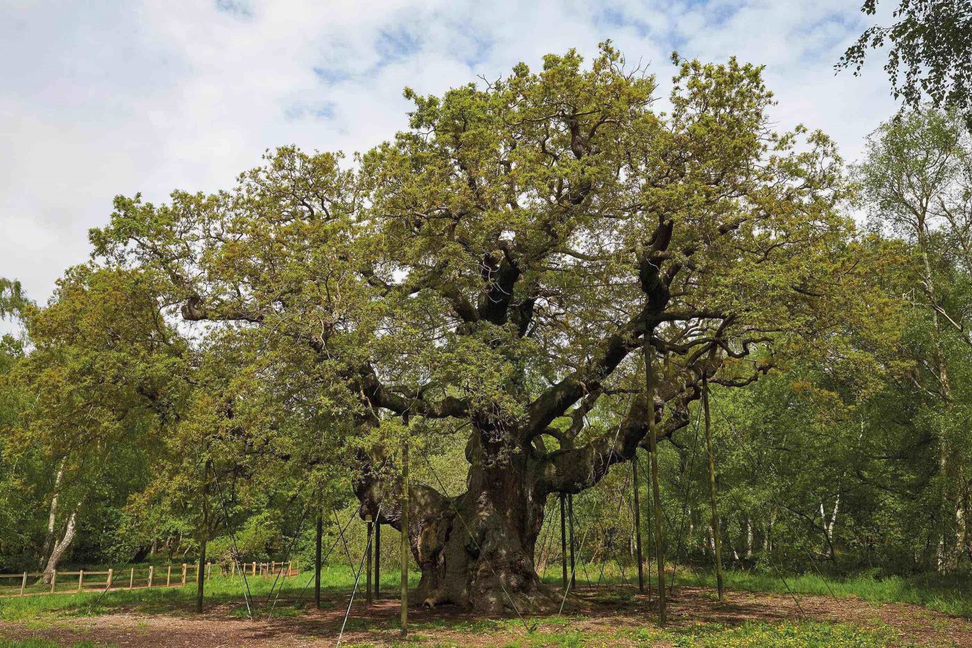 Шервудский лес дерево