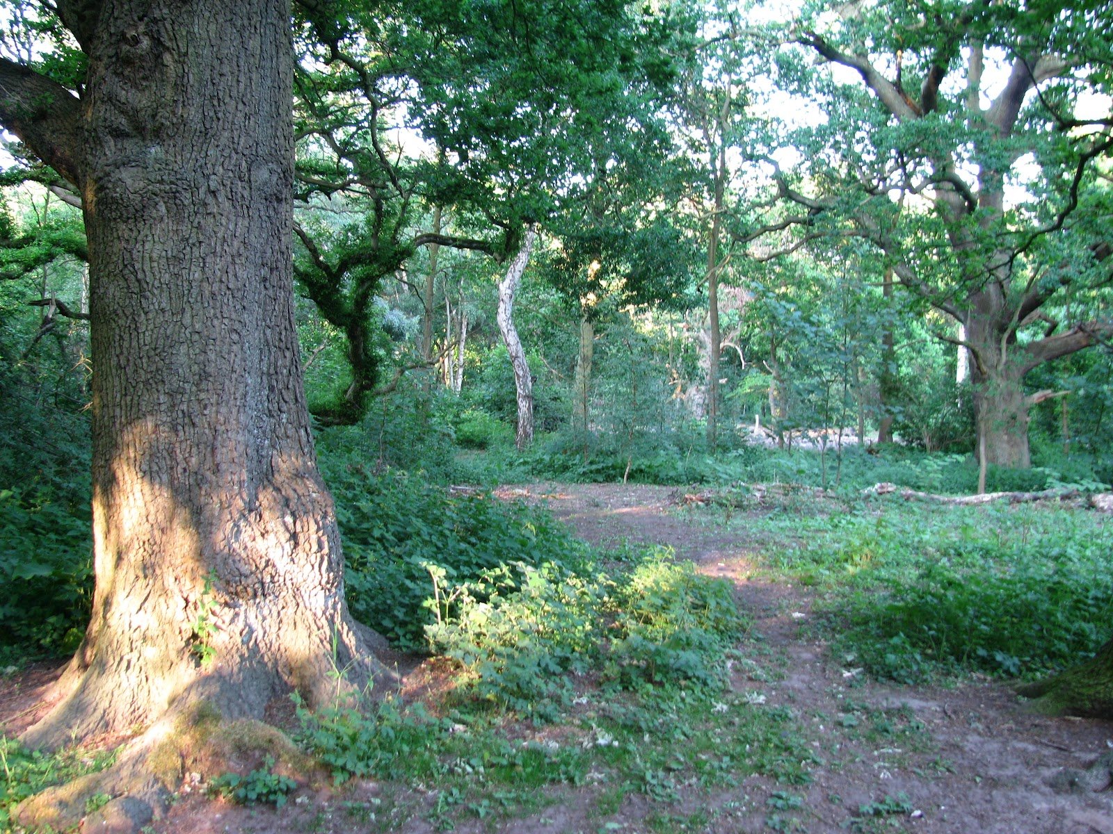 Шервудский лес в Англии дуб