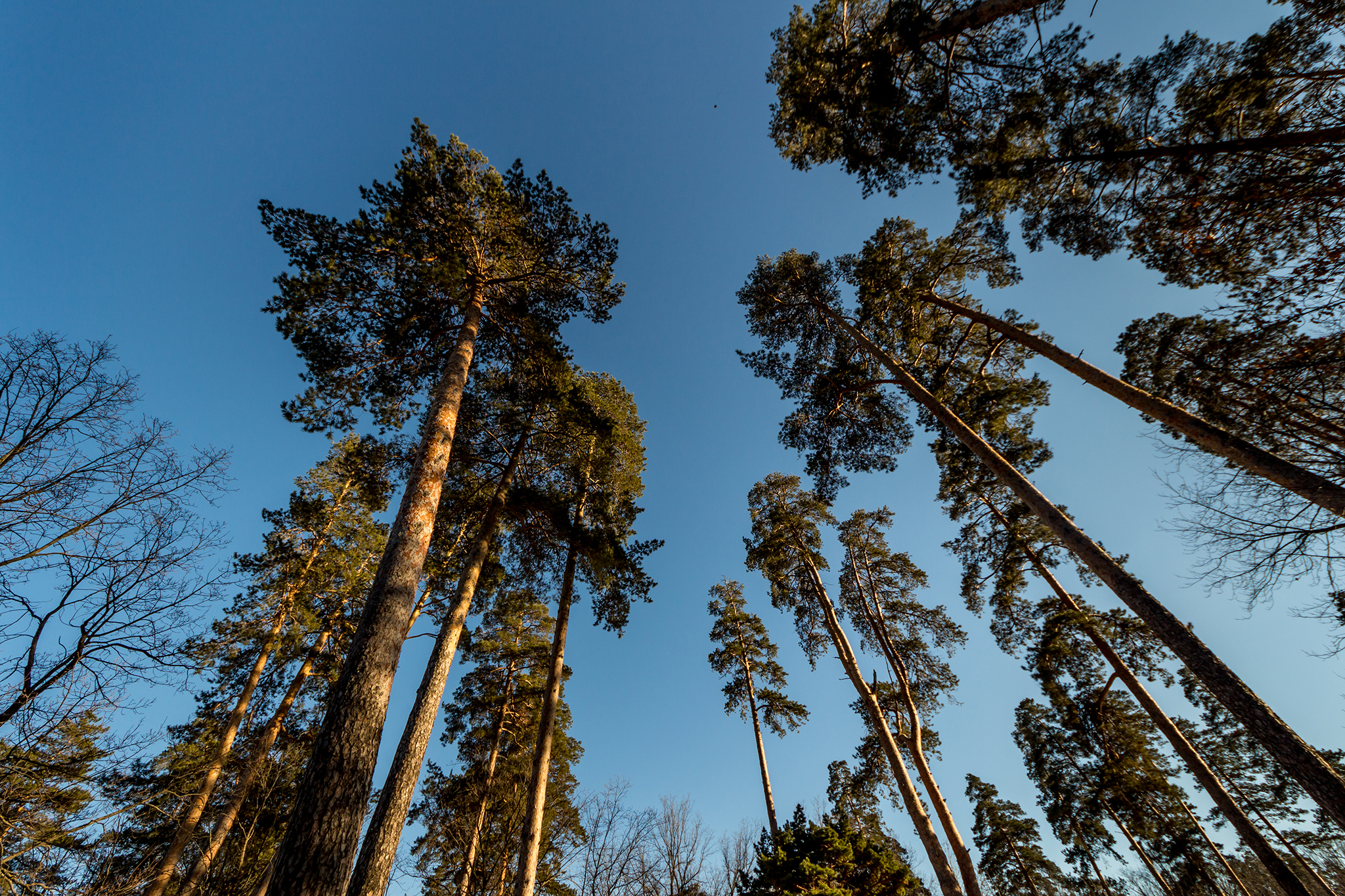 Кунеевский лес Тольятти