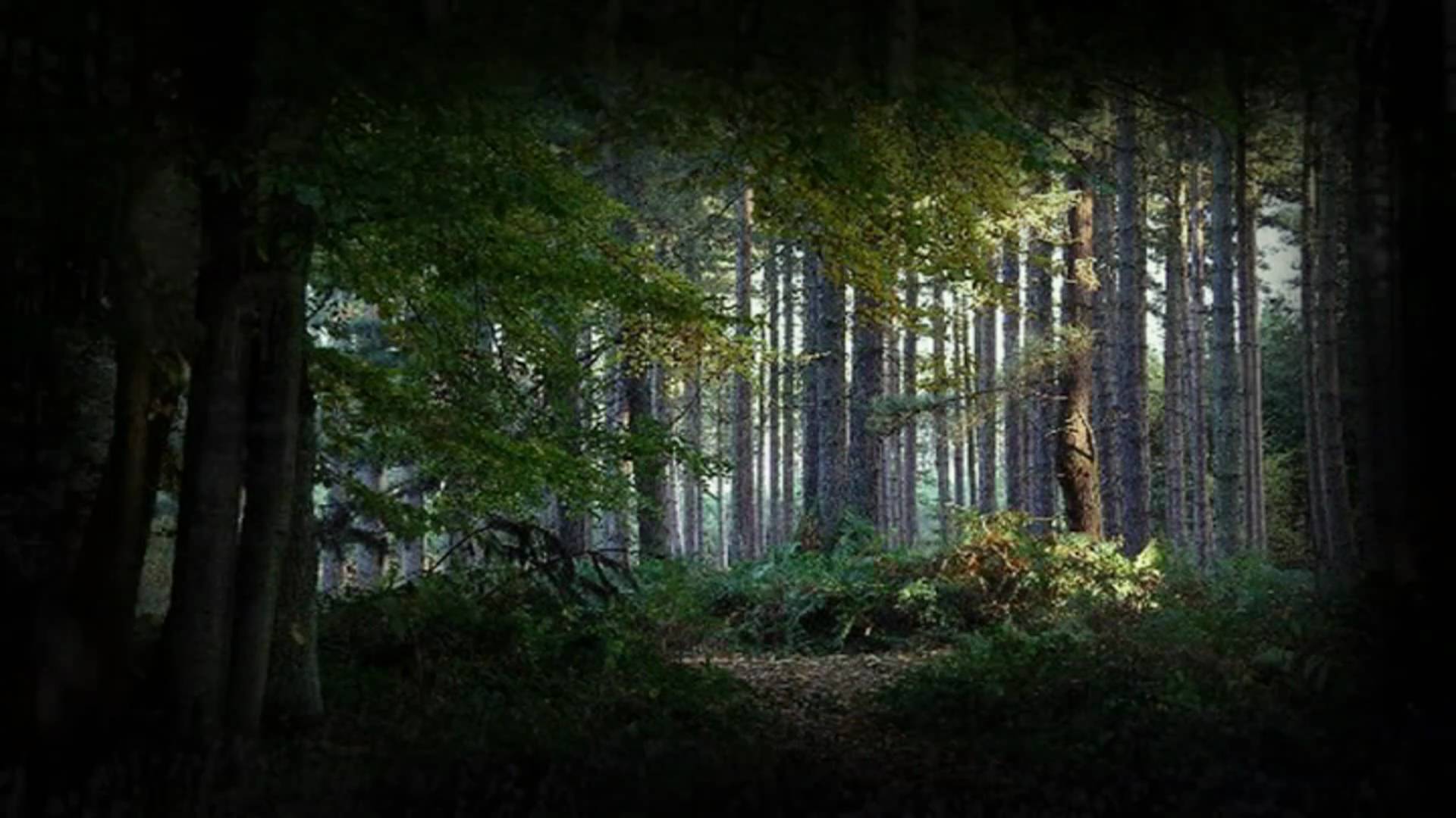 Шерловский лес