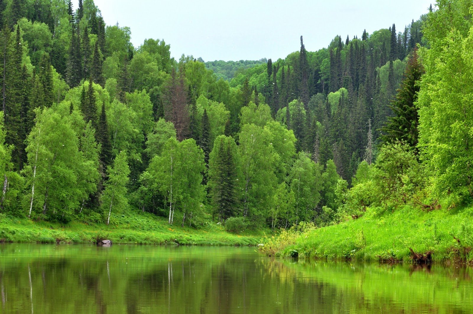 Черневая Тайга Алтайского края