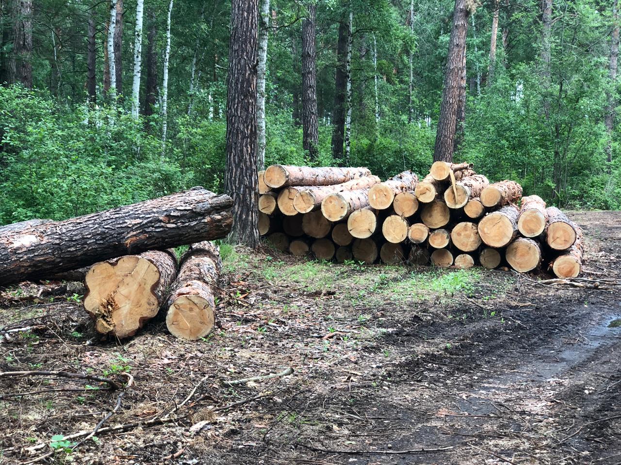 Вырубка леса в Новосибирской области