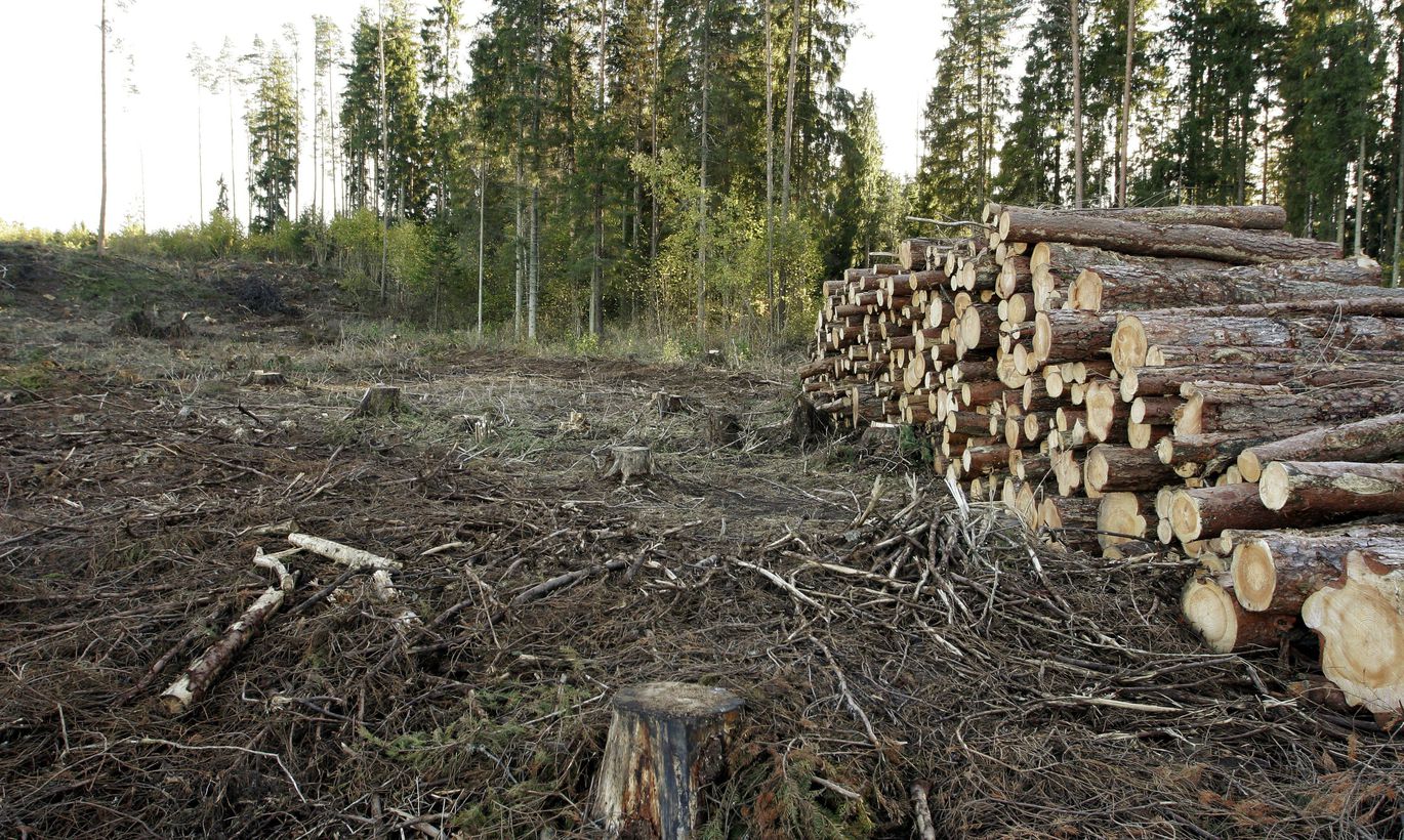 Вырубают лес в Кировской области