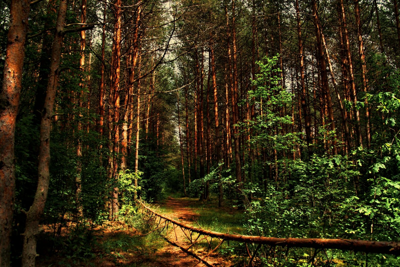 фото лес в дали