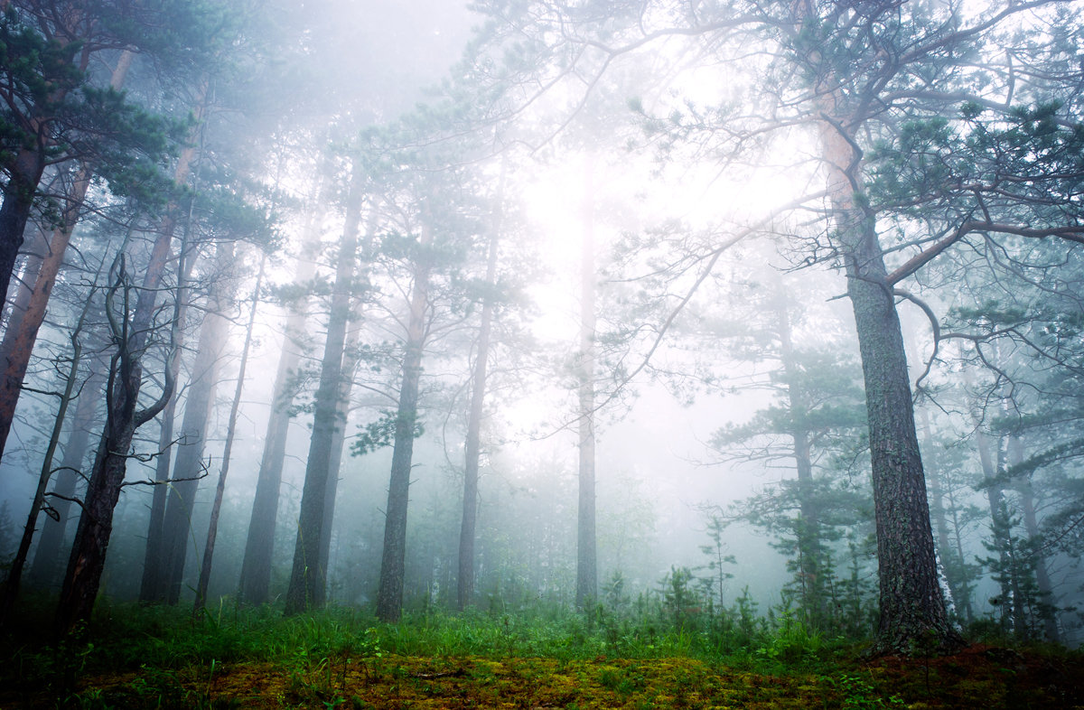 Леса в тумане