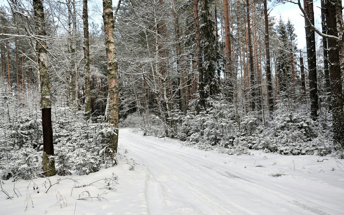 Реадовский лес зима Смоленск