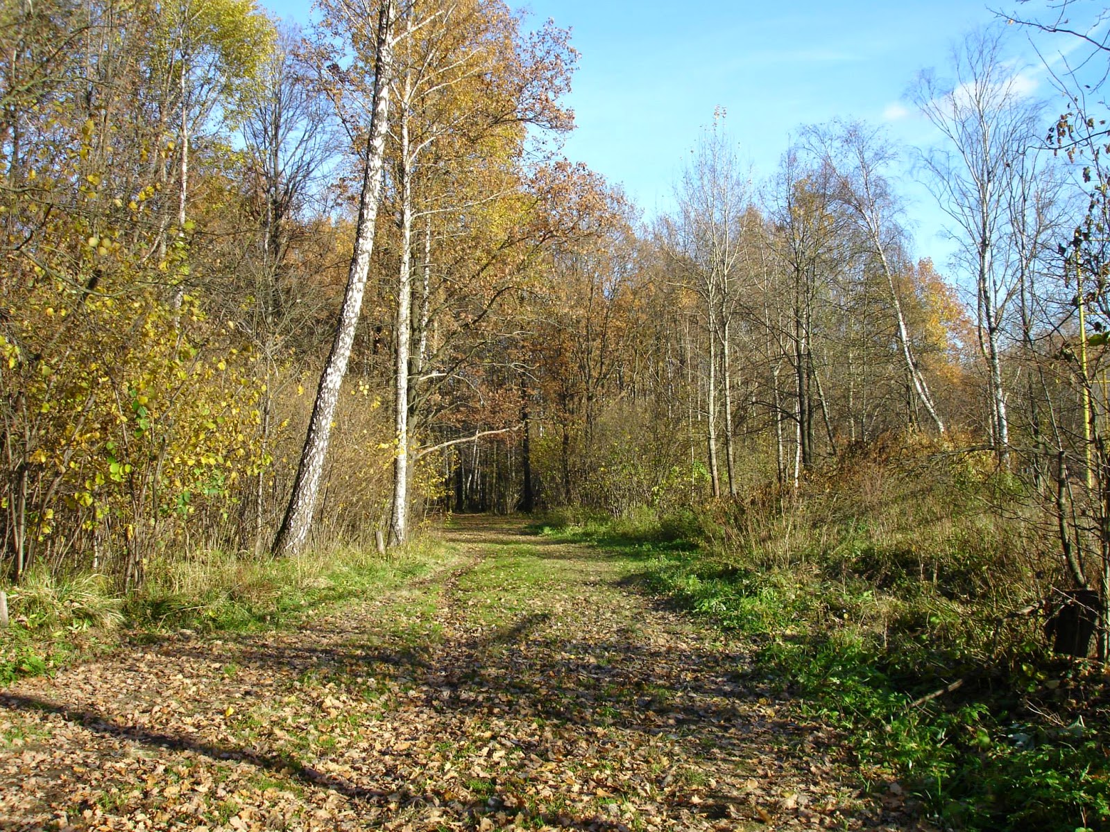 Ромашковый лес в Одинцово