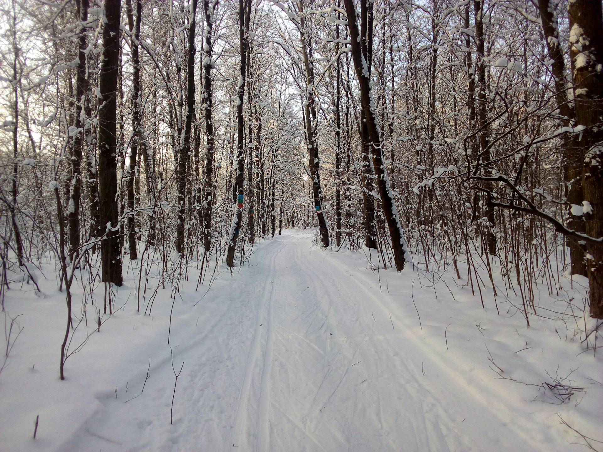 Домодедовский лес зимой