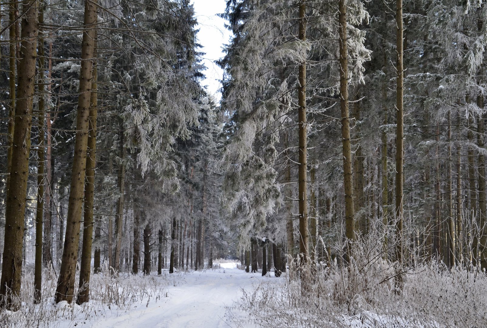 Прогулка в лесу зима
