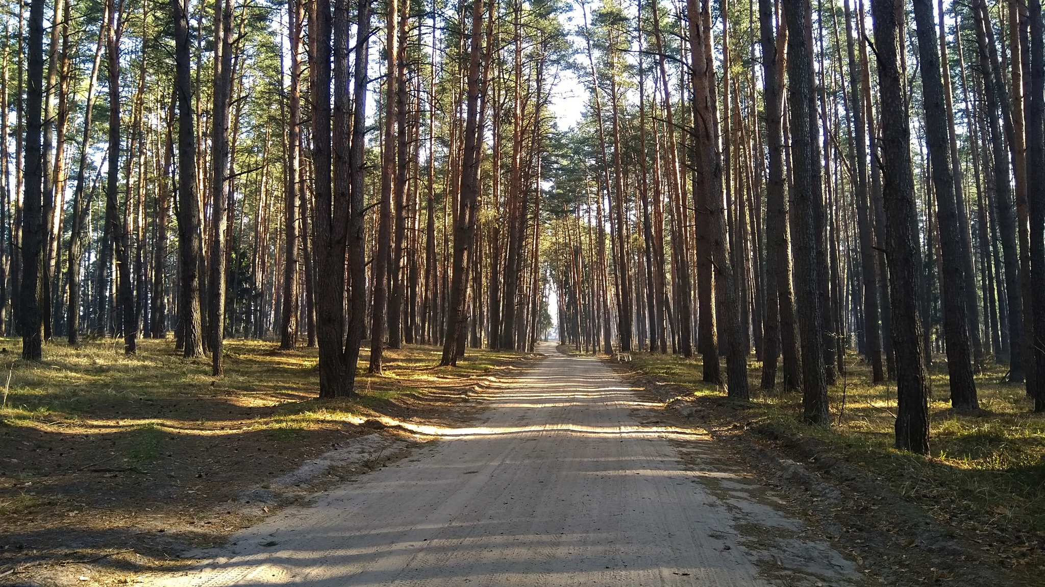 Ромашковский лес фото