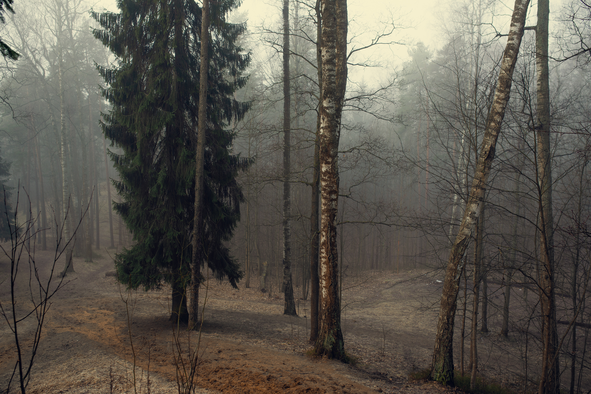 Весенний лес в тумане