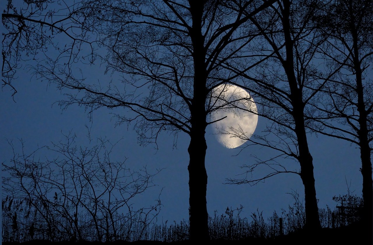 Луна на фоне леса