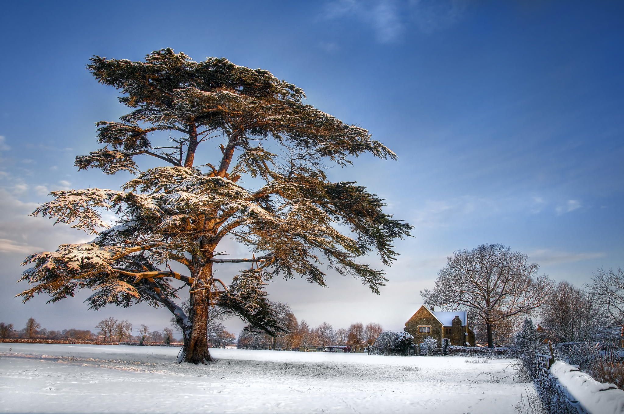 Кедровое дерево зимой