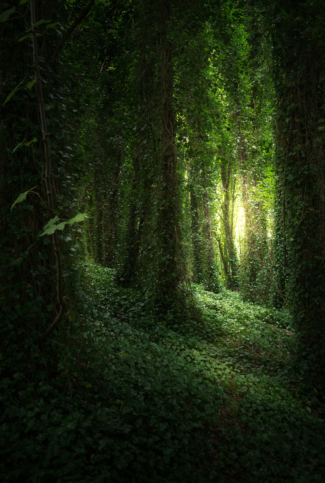 Темно зеленый лес