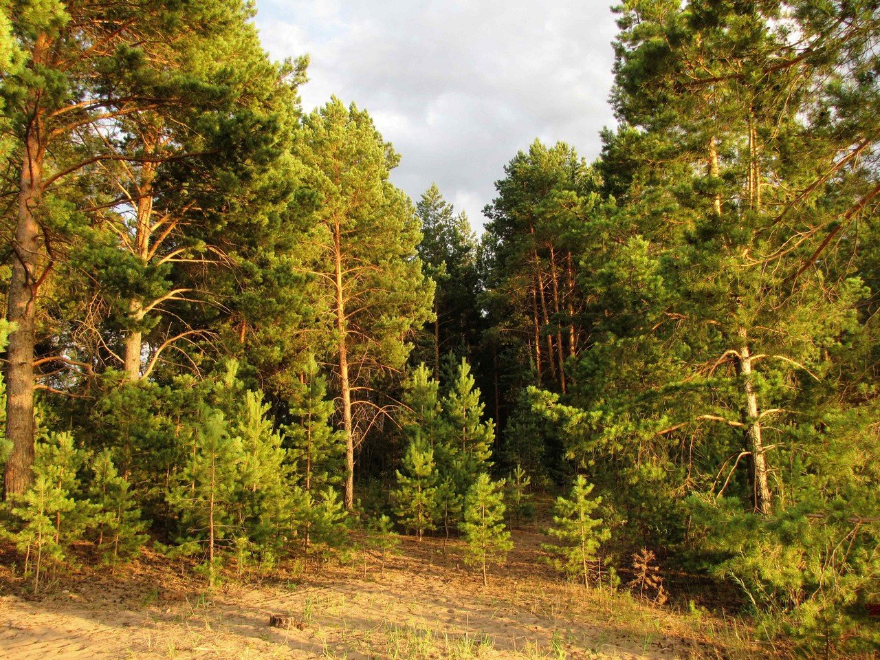 Сосновый Бор Костромская область лес