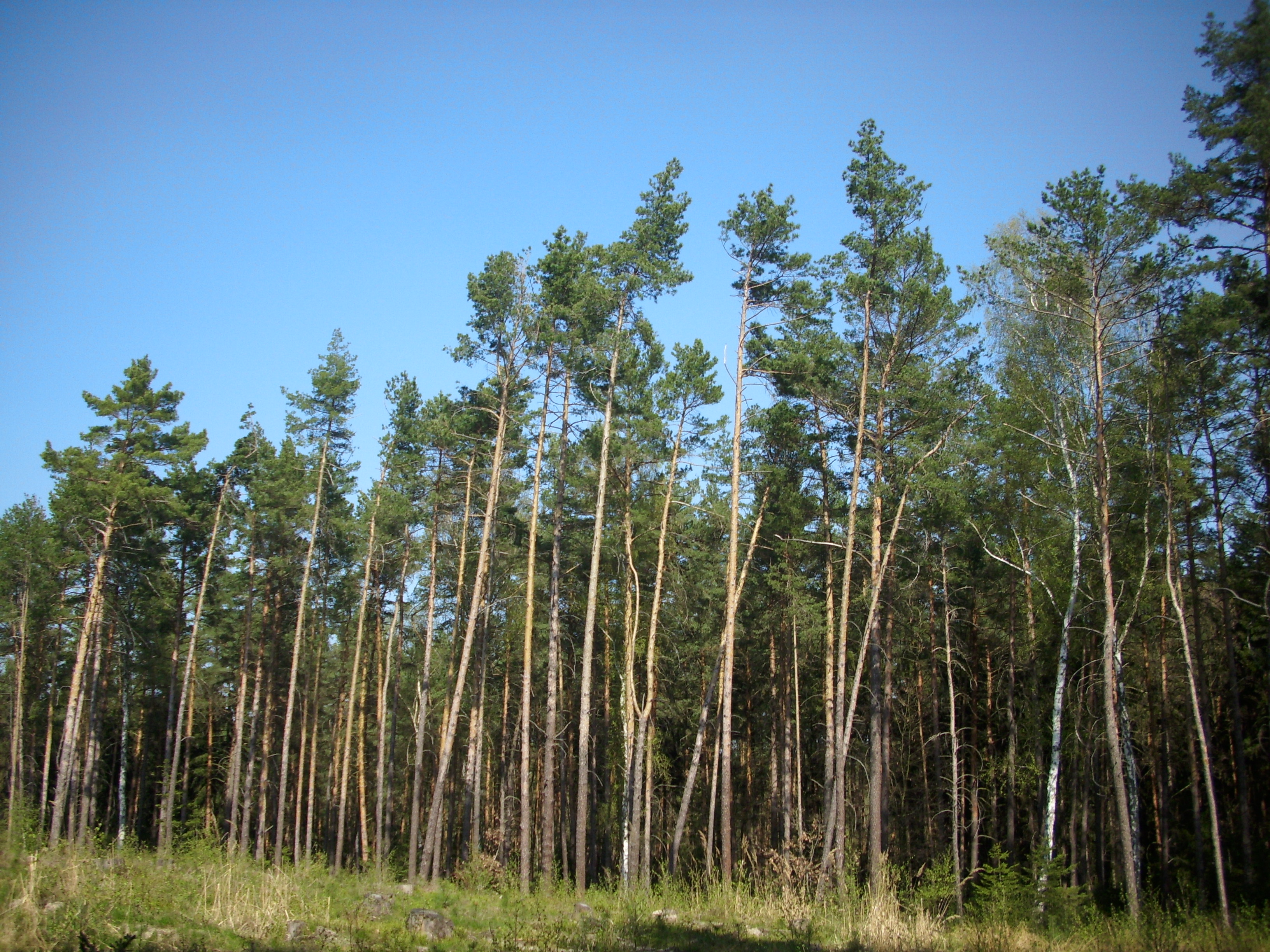 Панорама соснового леса
