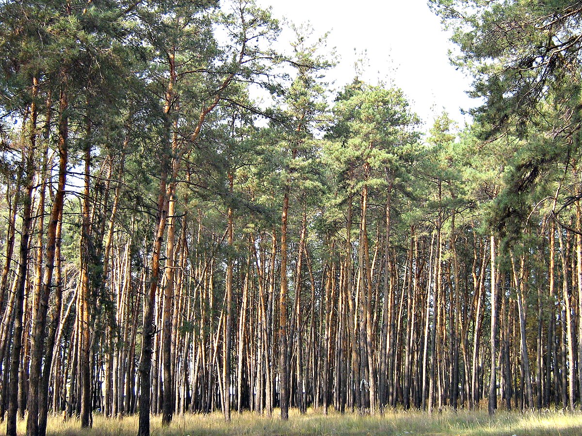 Сосновый лес Гридюкино