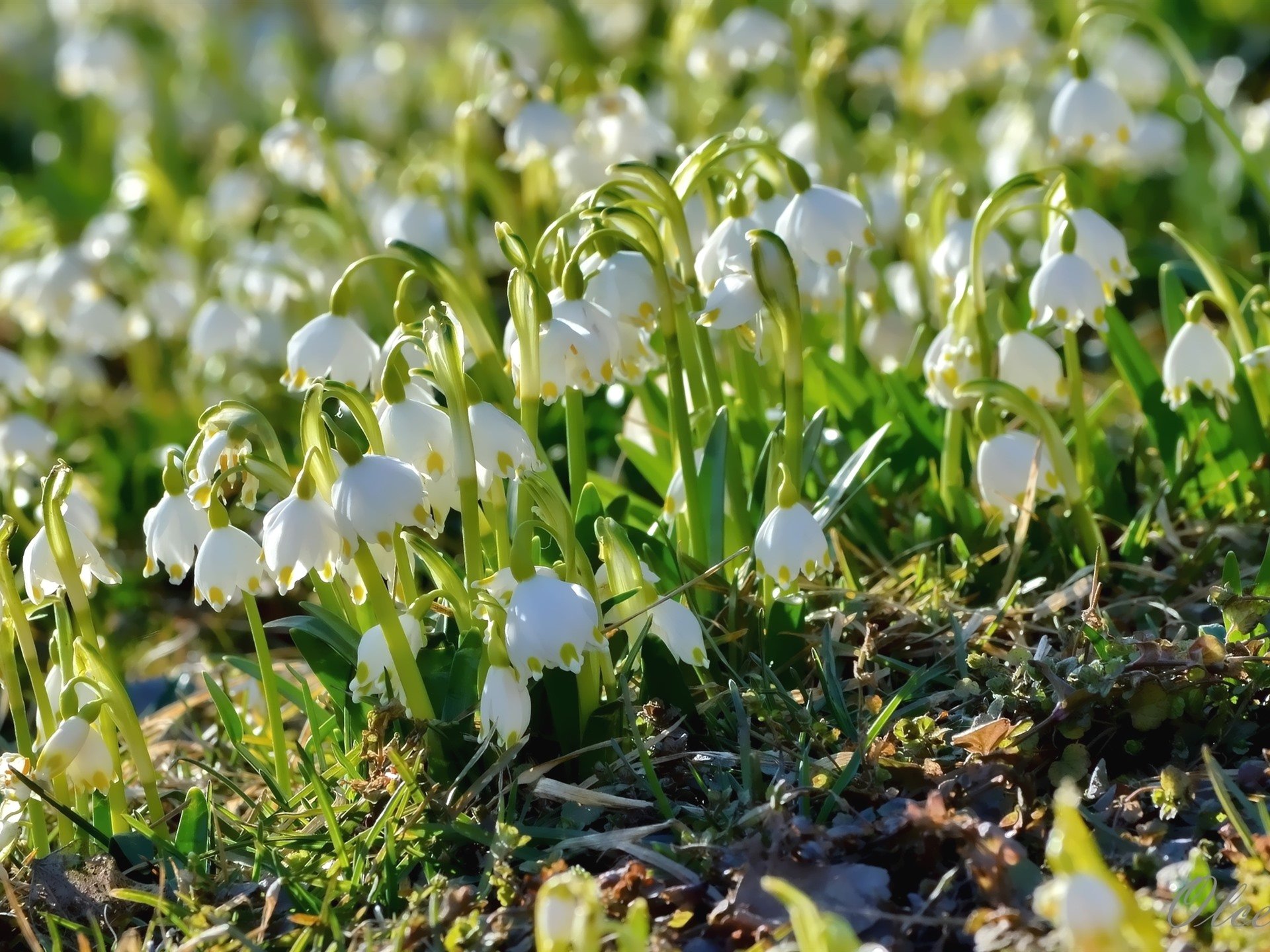 Белые весенние цветы в лесу