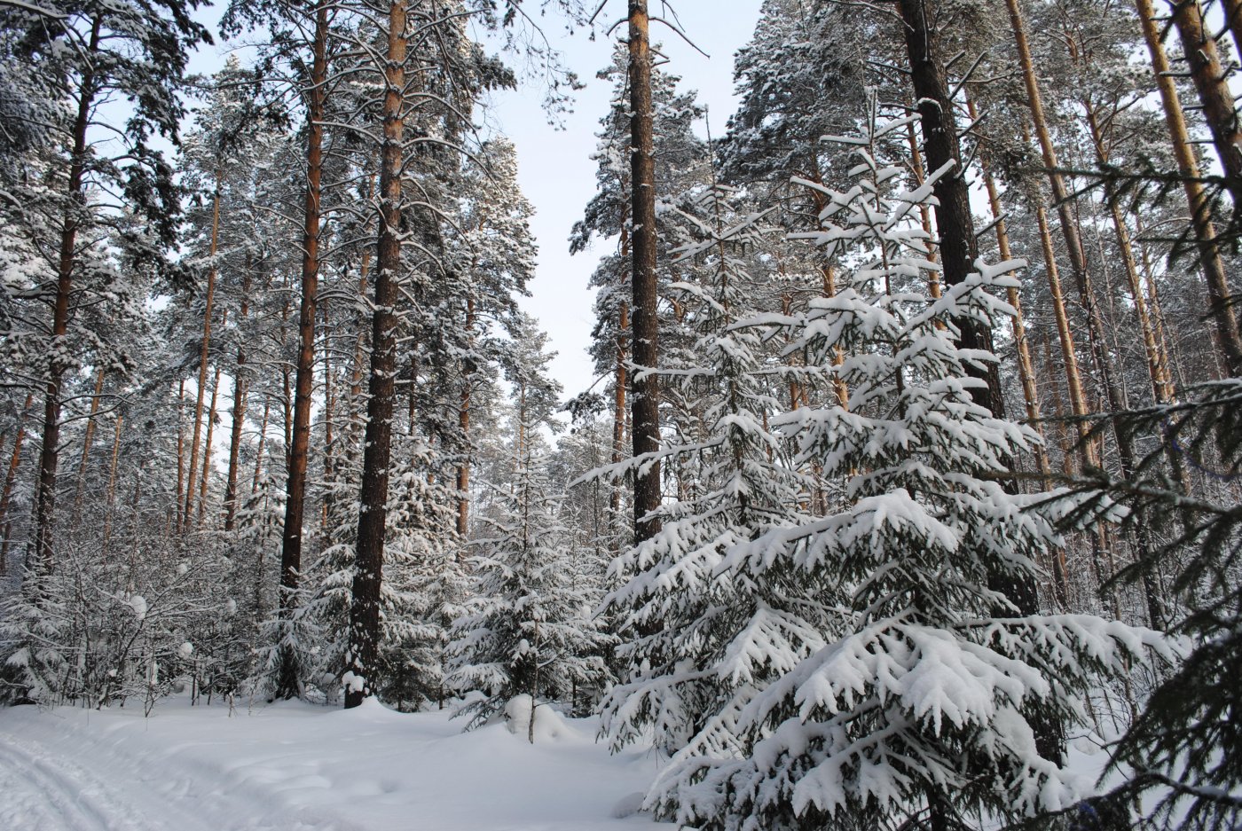 Заельцовский Бор зимой Новосибирск