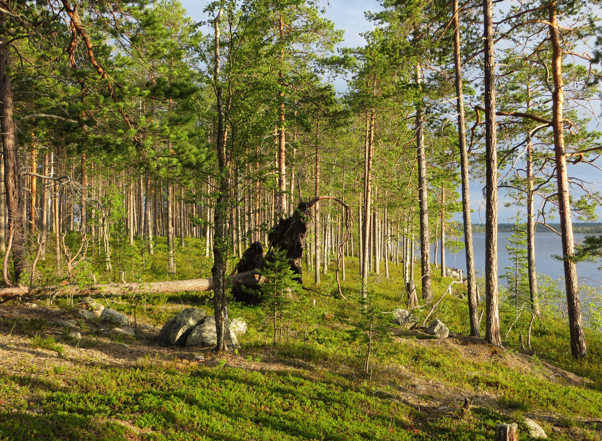 Сосновый лес и озеро Карелия