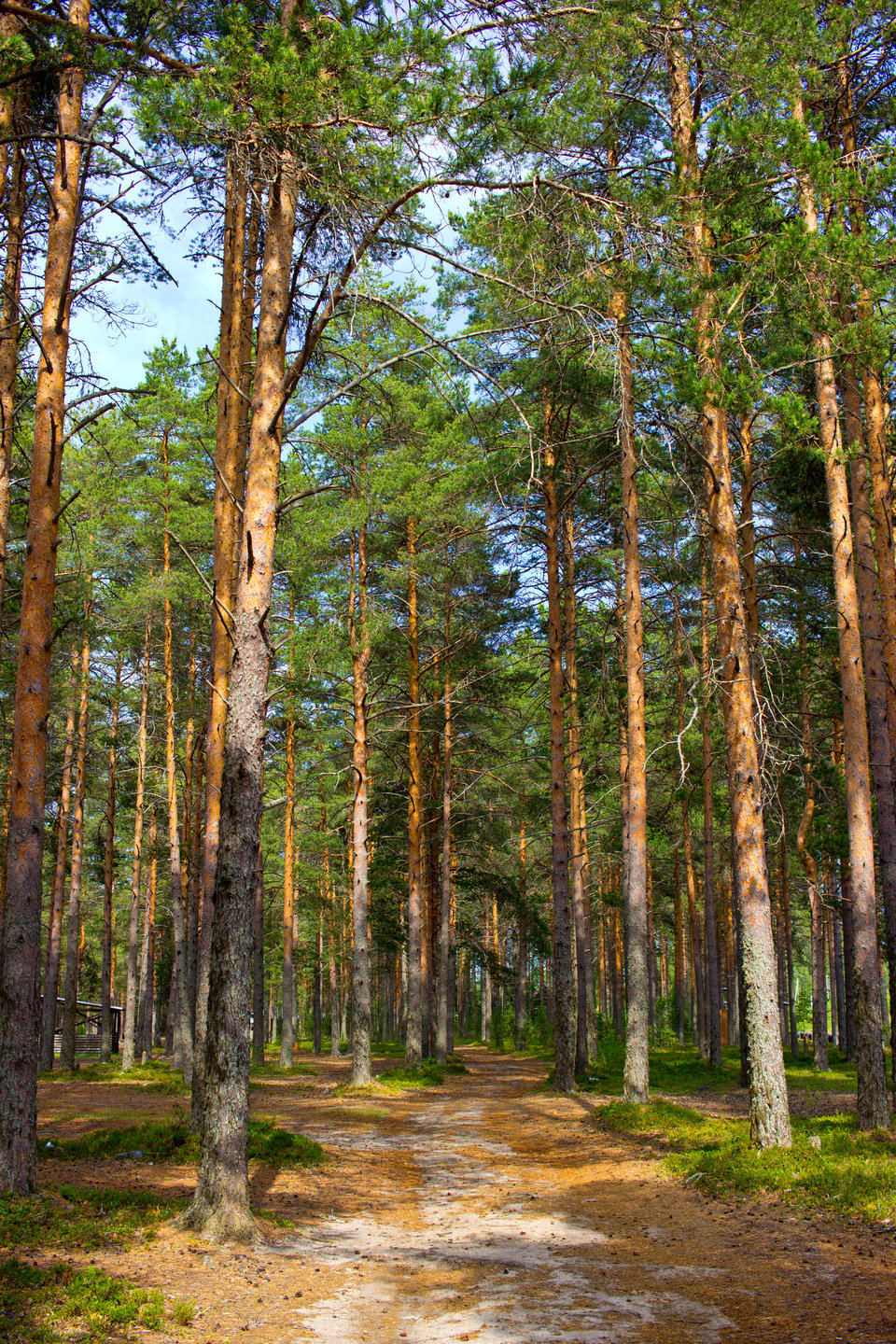 Карельский хвойный лес