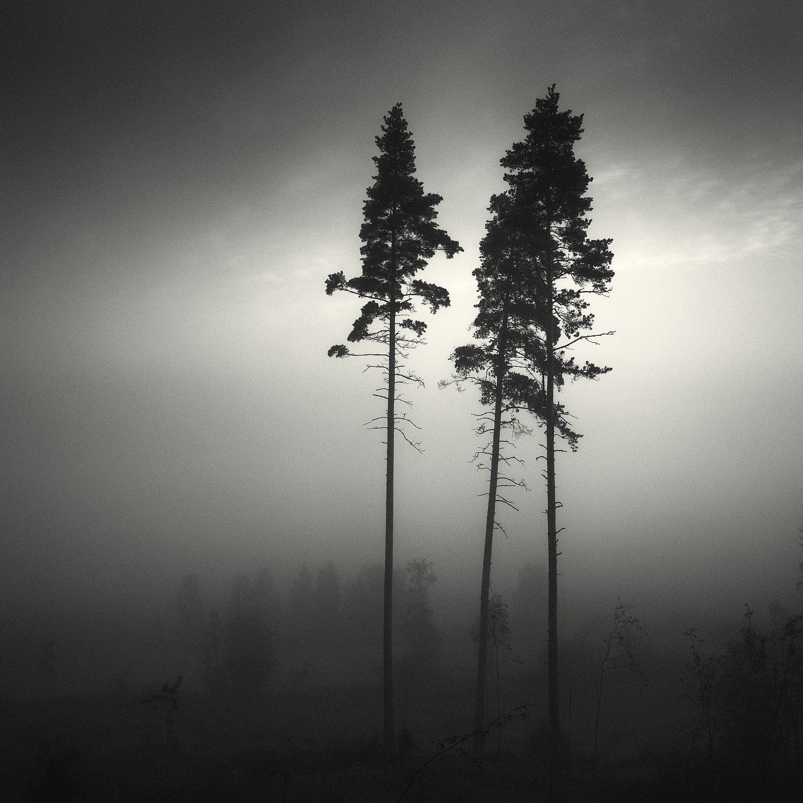 Темный хвойный лес