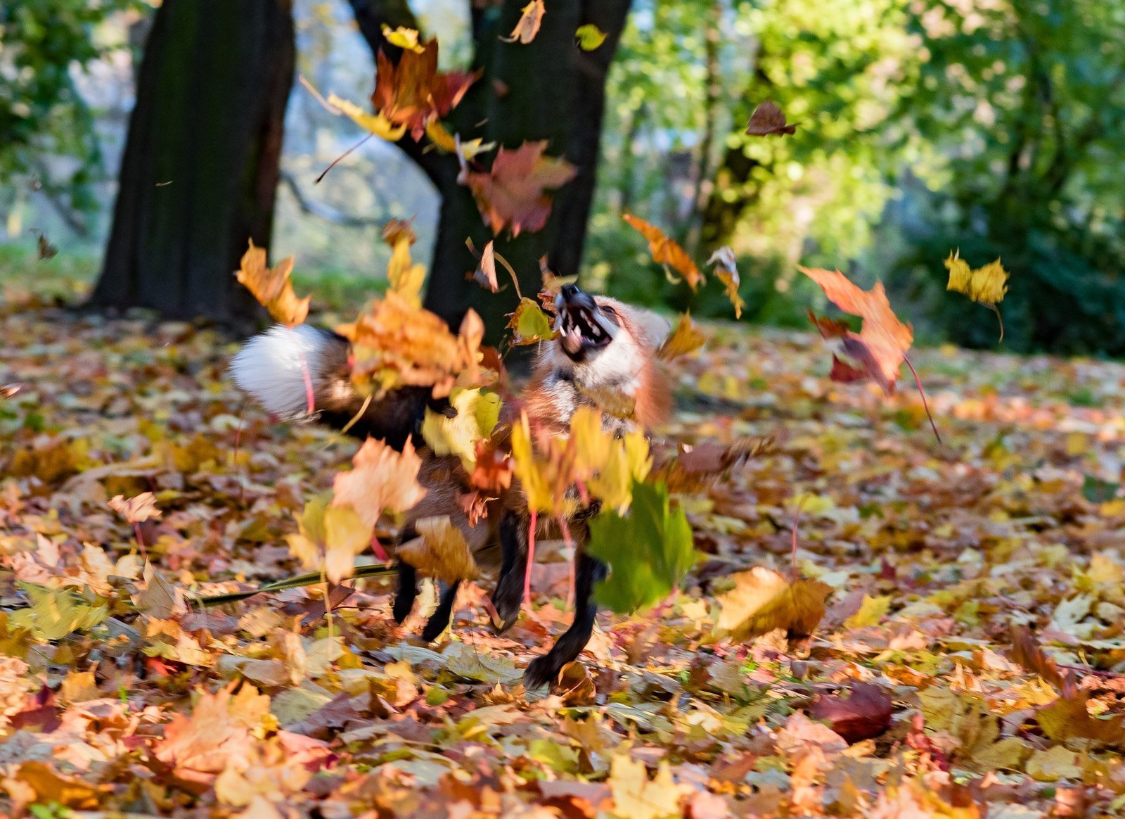 лиса в осенних листьях фото