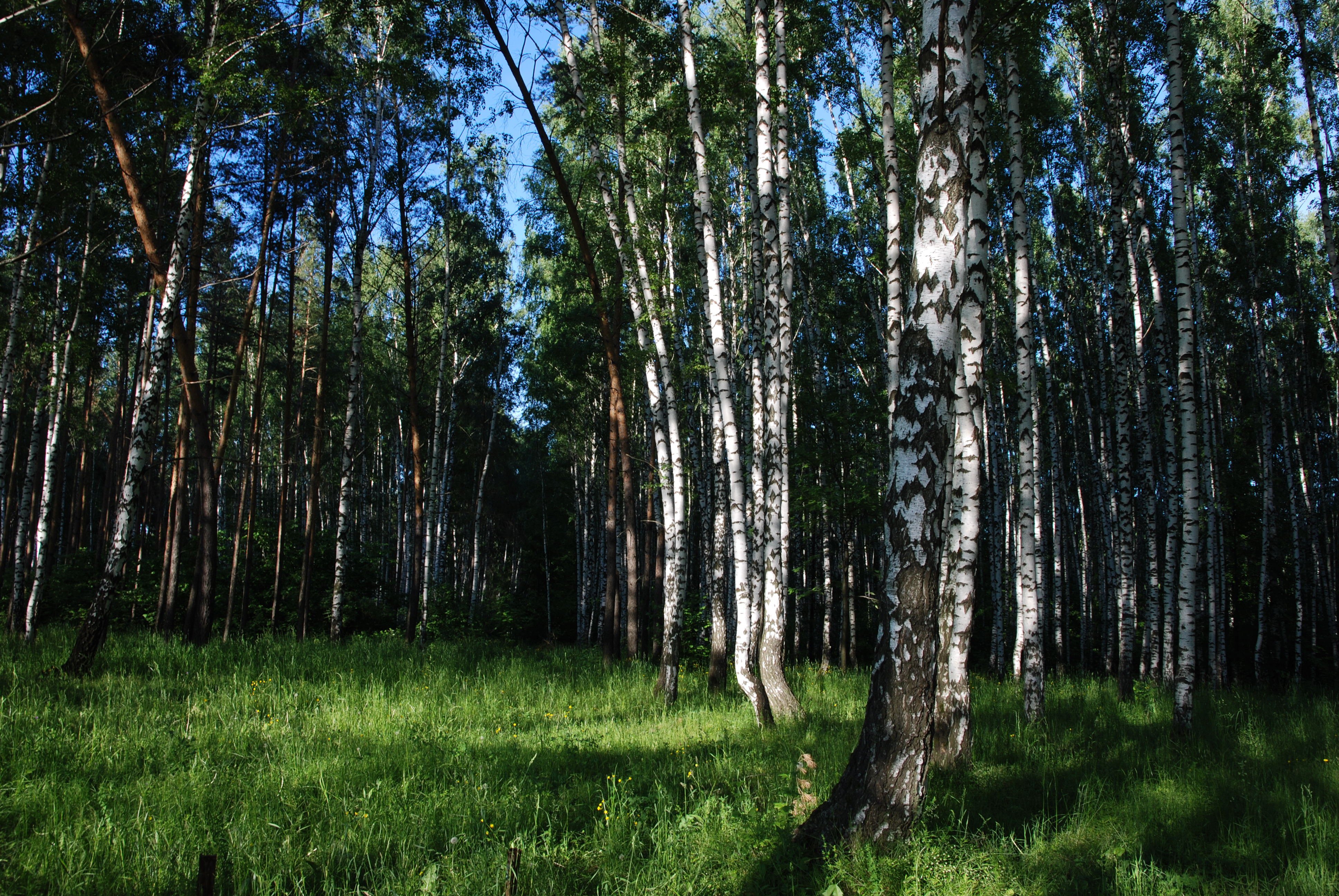 Смешанные леса лето Владимирской области