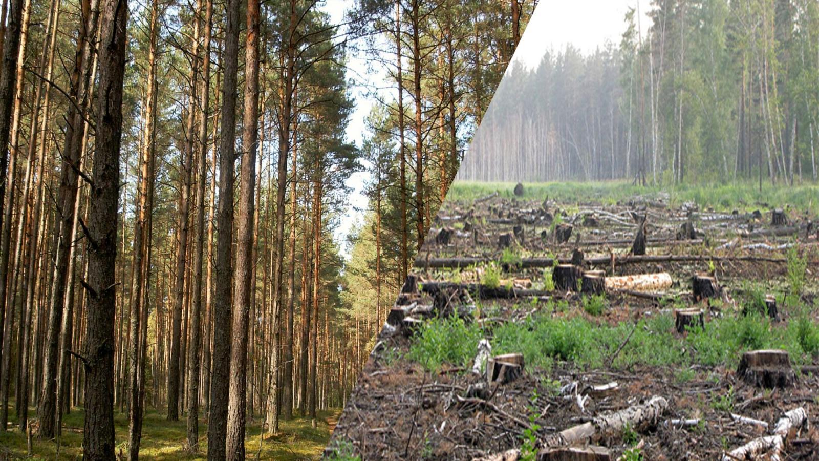 Вырубка лесов в Ленинградской области