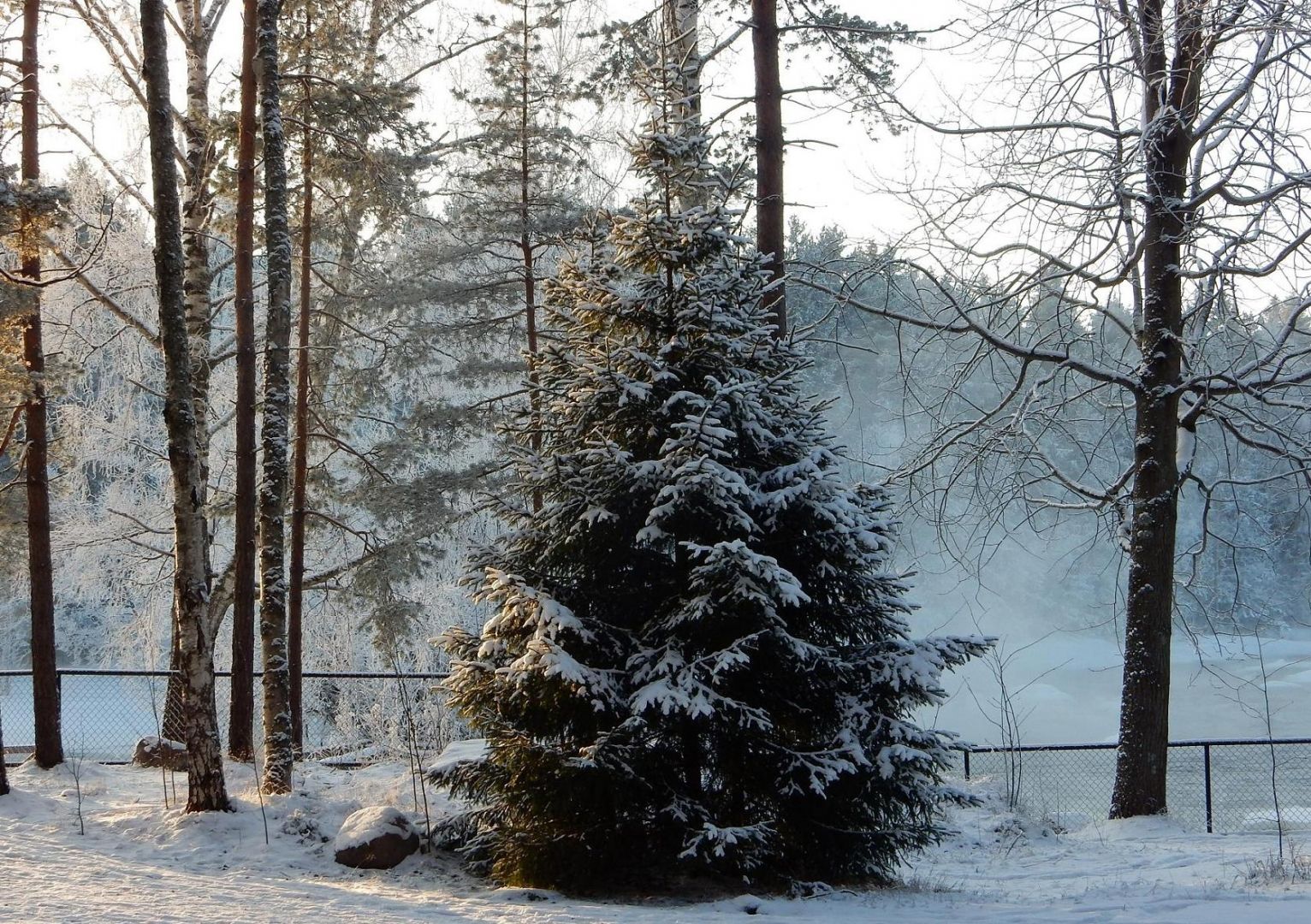 Маленькая елка в лесу зимой