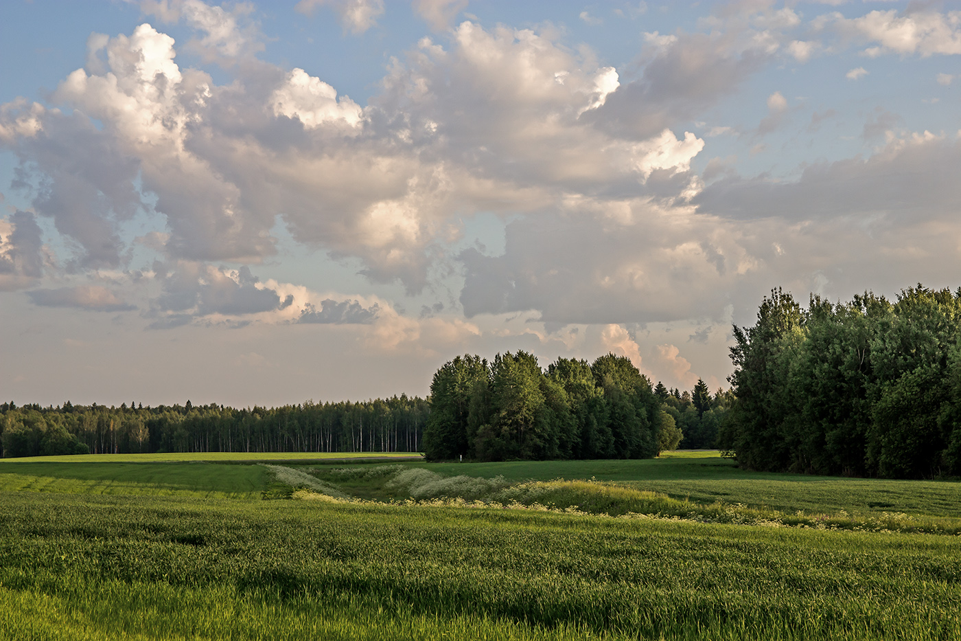 Лес в далеке картинка