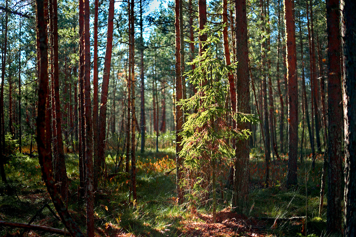 Еловый лес Екатеринбург