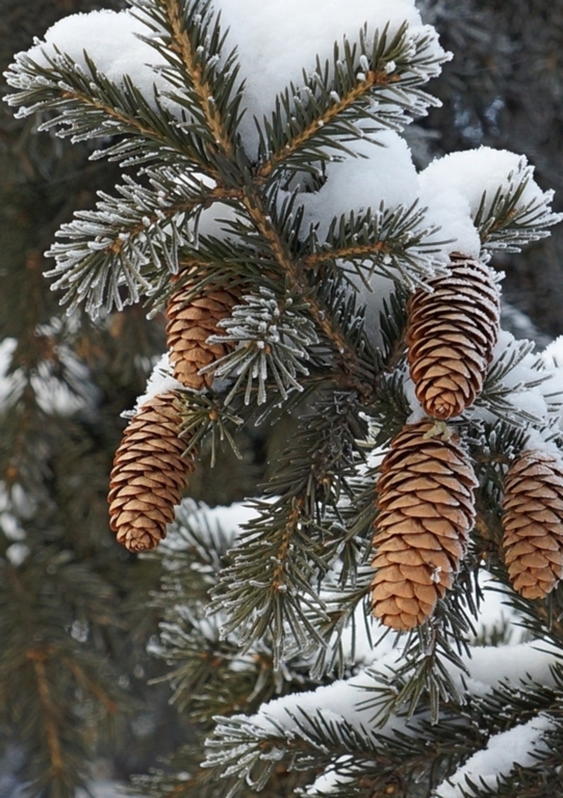 Самые красивые шишки