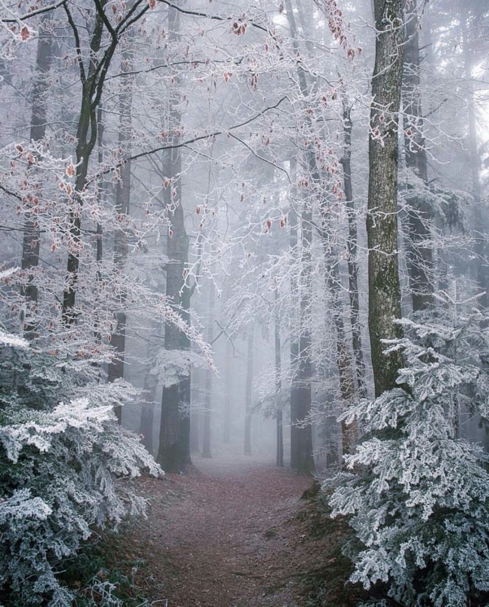 Волшебный снежный лес