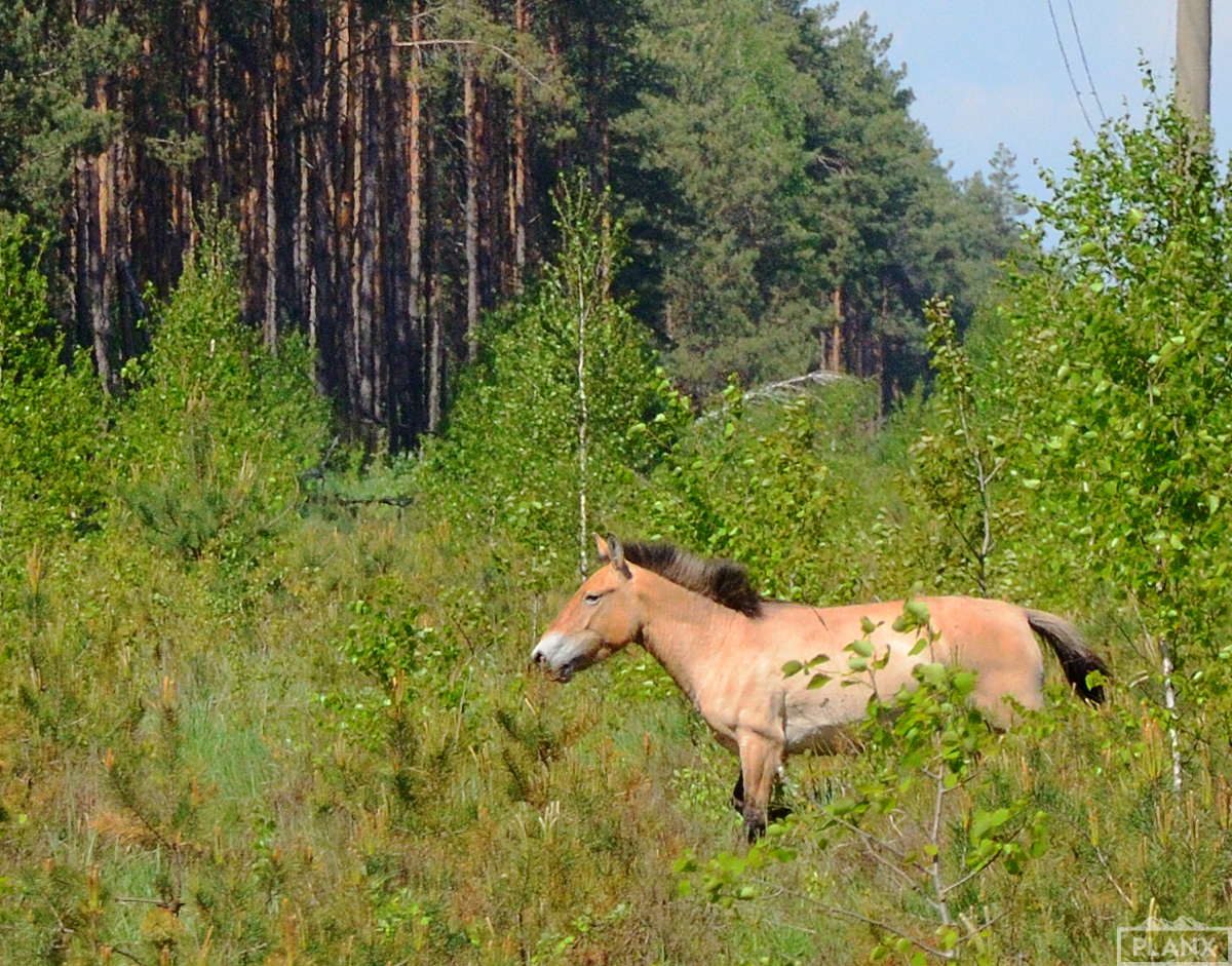 Рыжий лес в Чернобыле