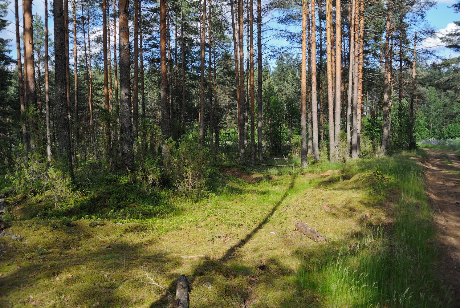 Сосновый Бор Вологодская область лес
