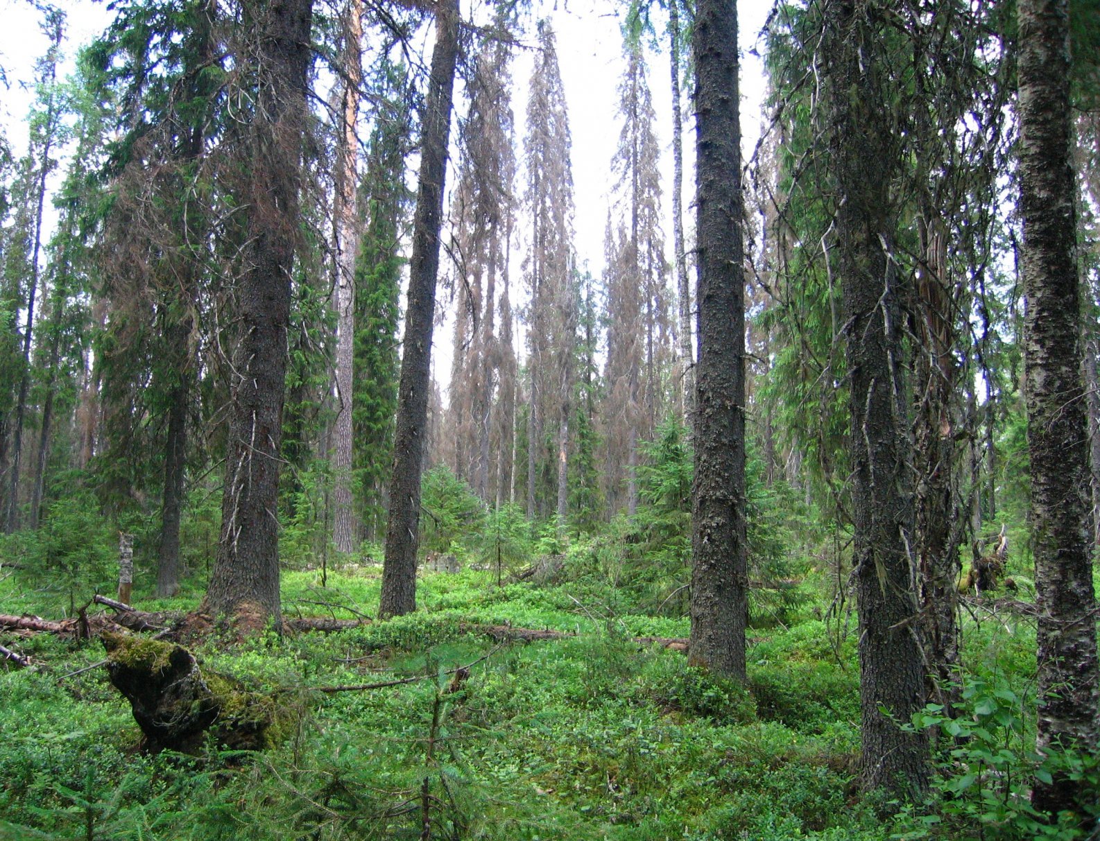 Бореальный лес Россия