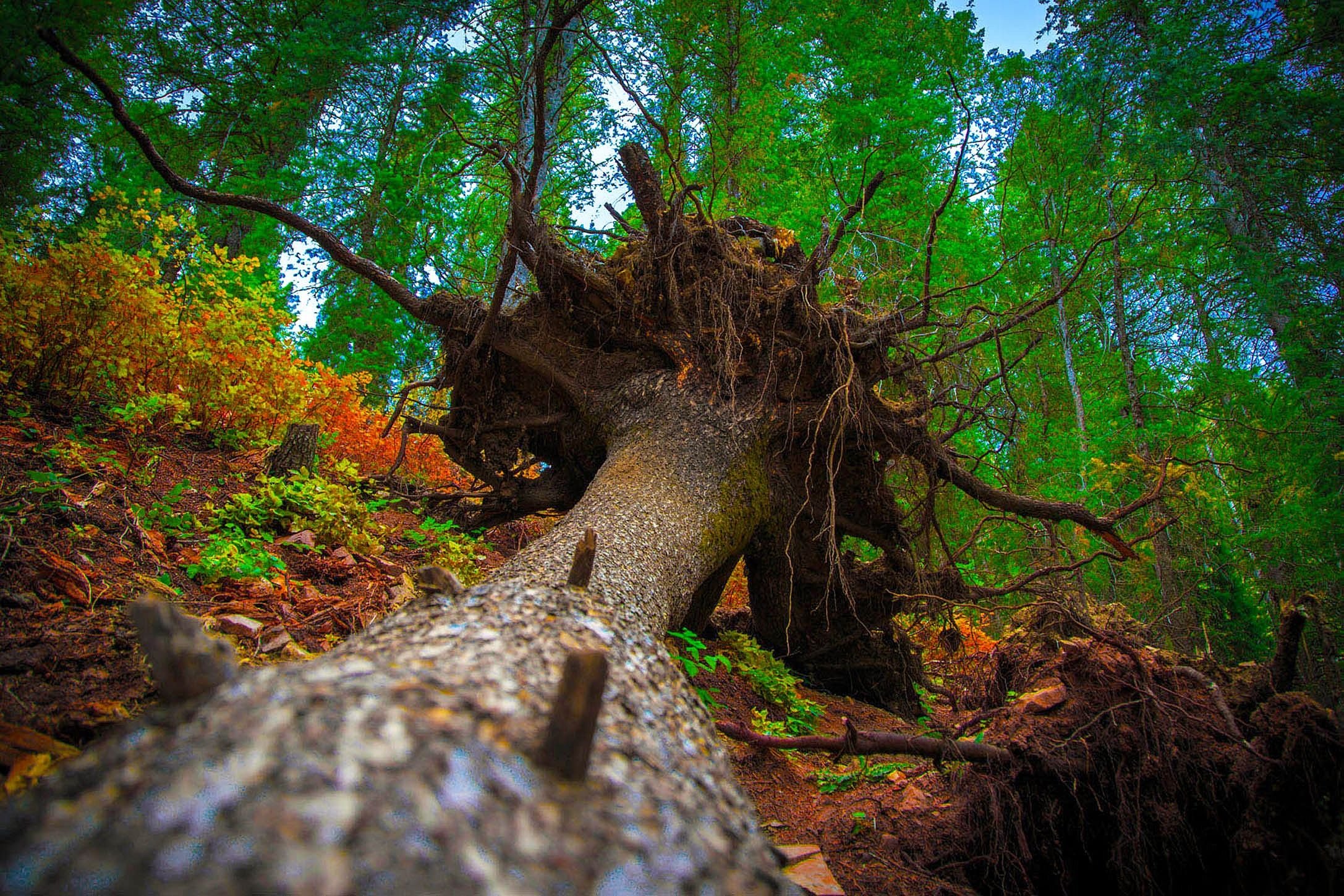 Упавшее дерево в лесу