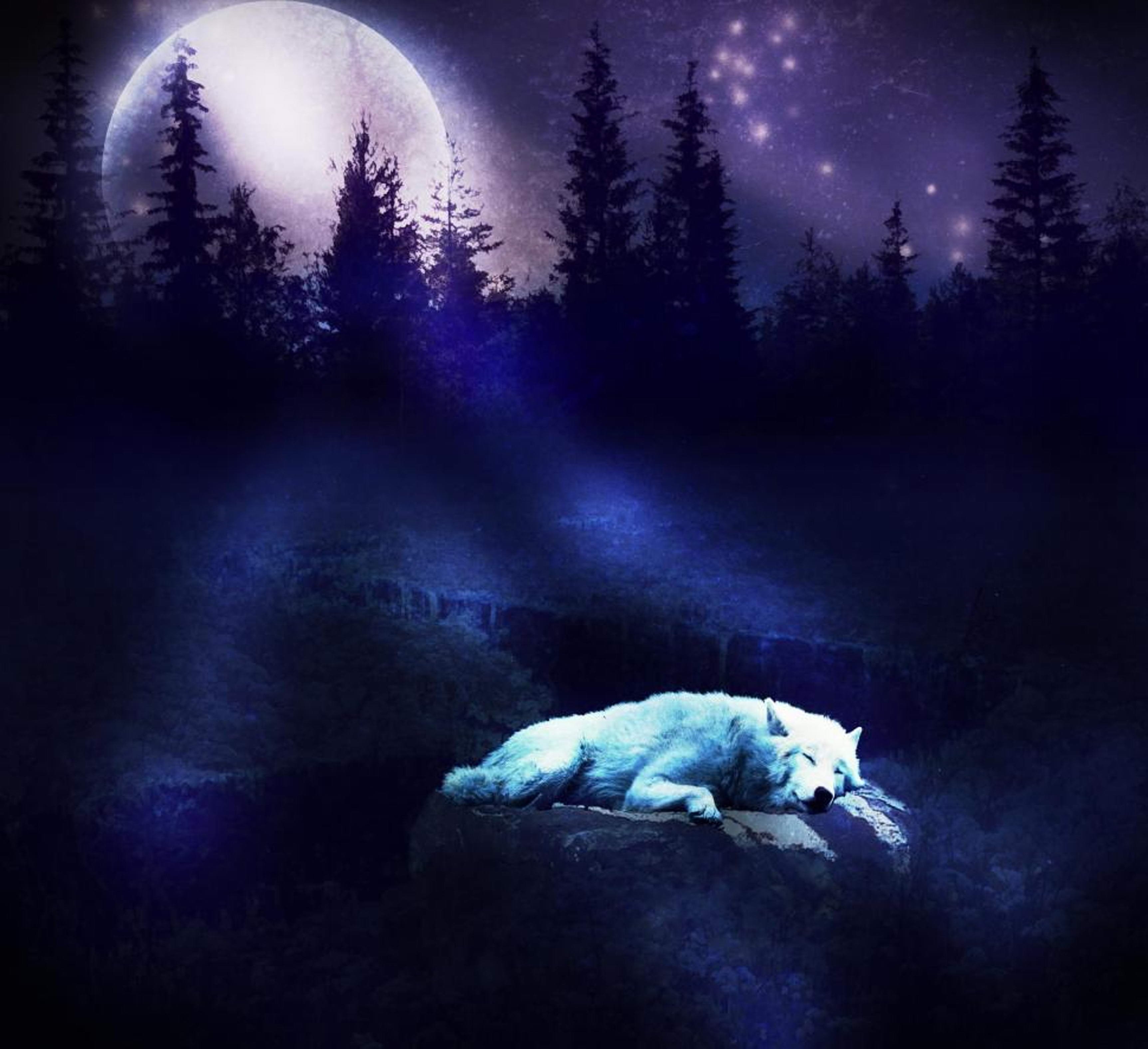 Ночной лес волки