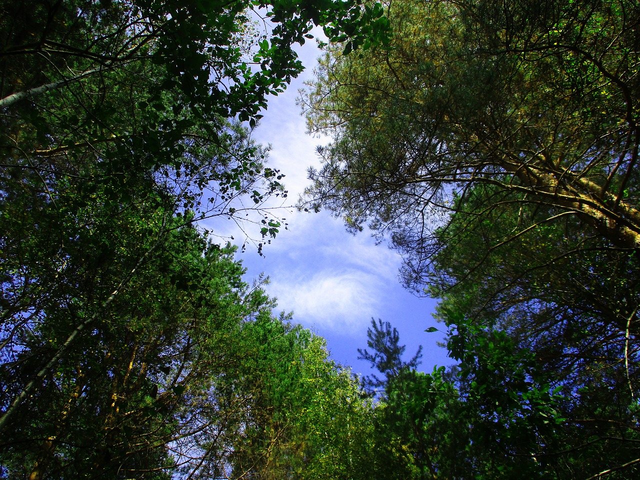 Небо из леса