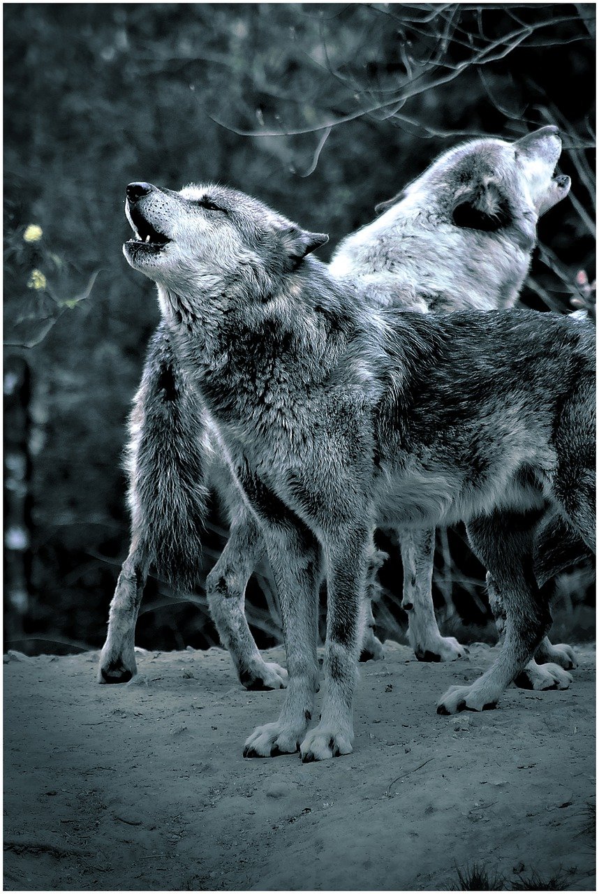 Волчий вой фото