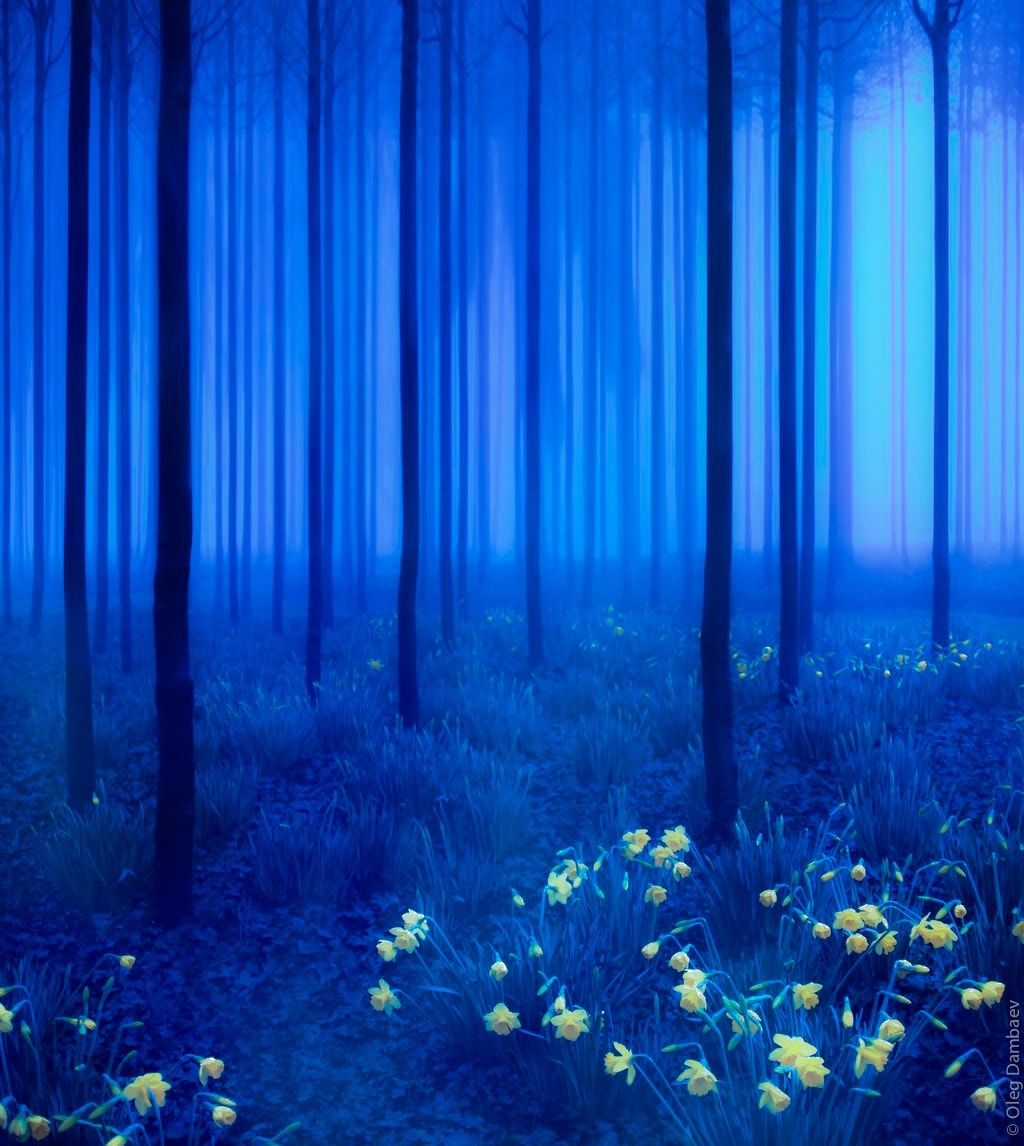 Синий сказочный лес