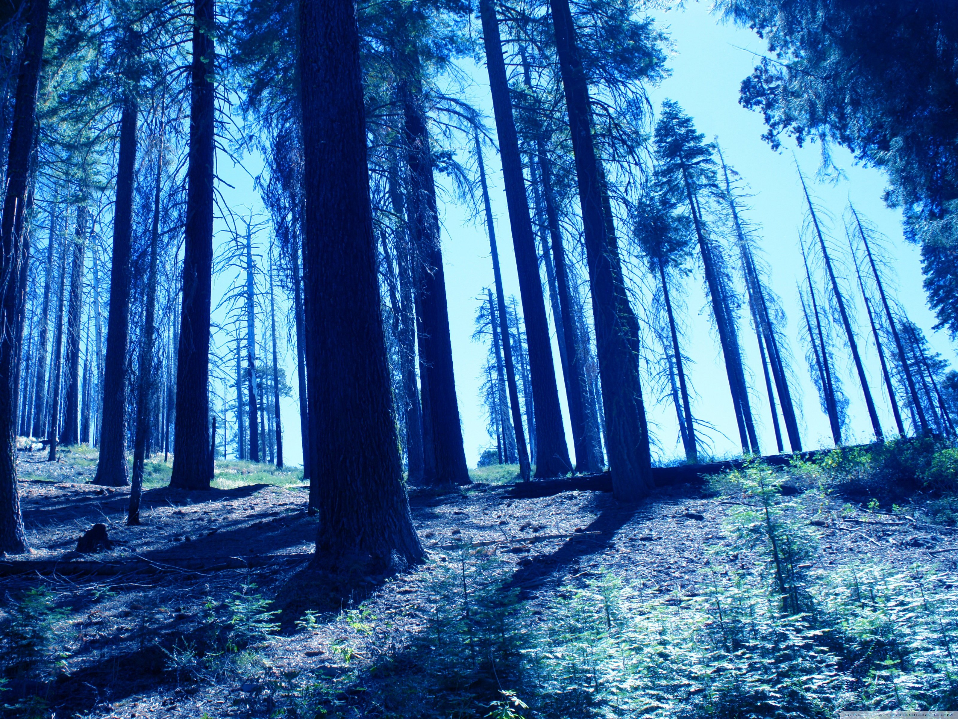 Синий лес
