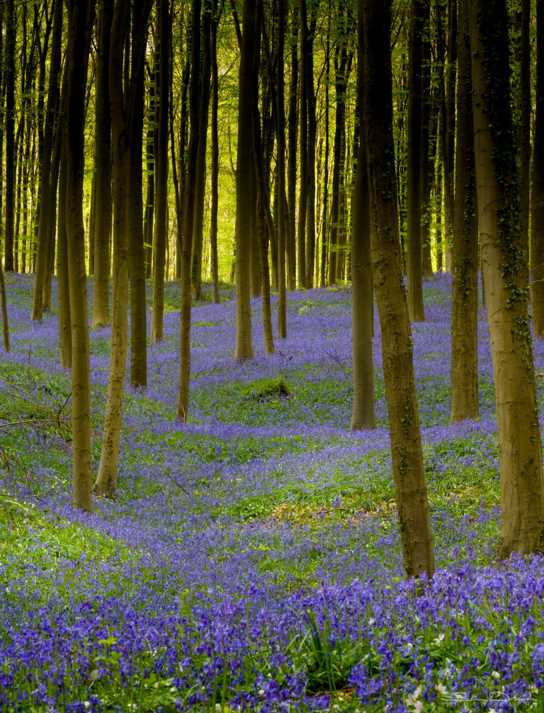 Суаньский лес Бельгия